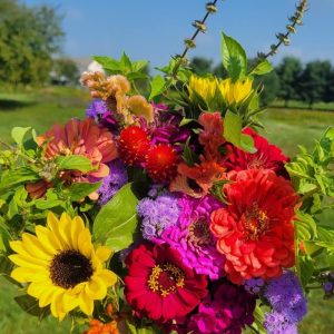 The Erica Collection - Bright Cut Flower Garden Kit