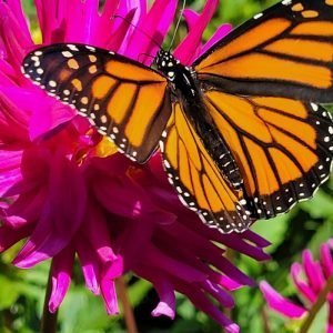 The Butterfly Sanctuary Series: Monarch Waystation 12-Pack