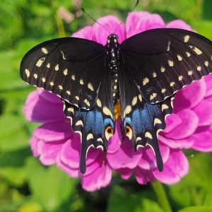 The Butterfly Sanctuary Series: Black Swallowtail Sanctuary 12-Pack
