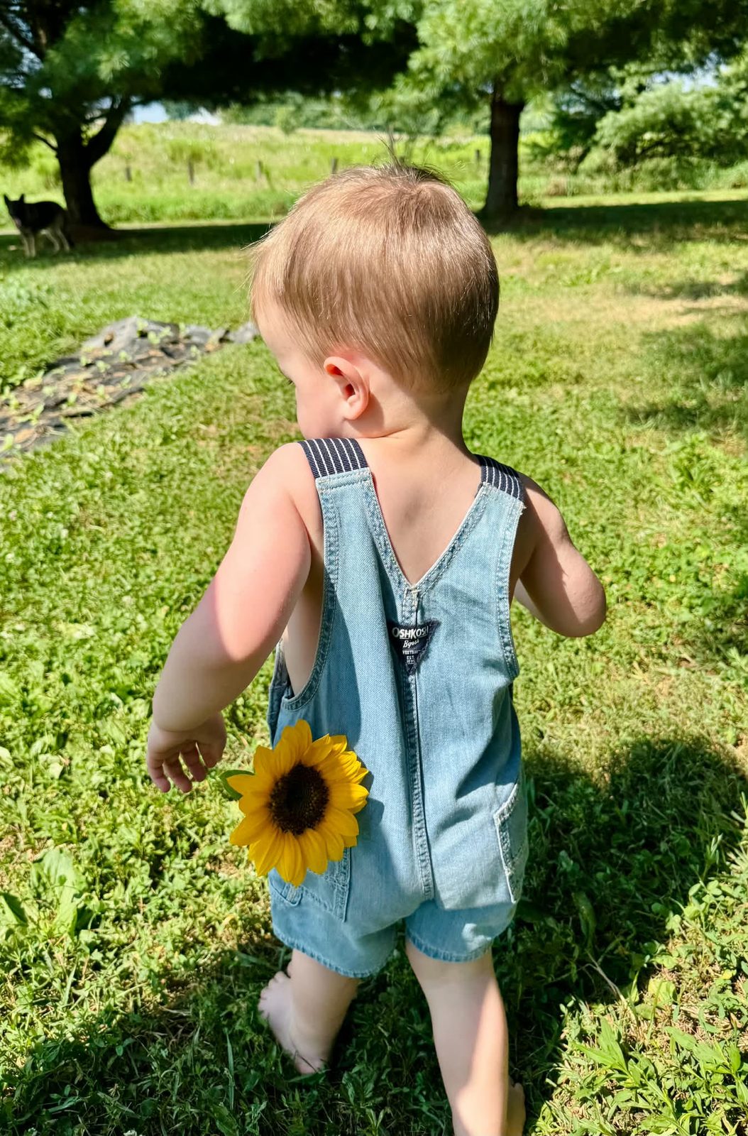 yfg-upick-04-toddler-zinnia-row yfg-upick-04-toddler-zinnia-row