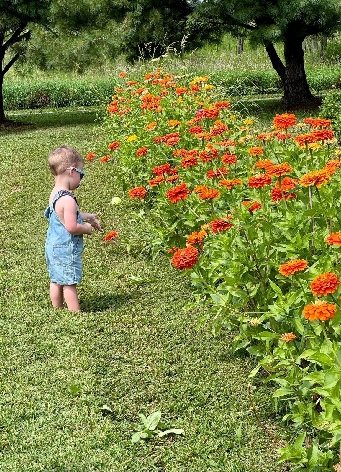 yfg-upick-05-toddler-sunflower-pocket yfg-upick-05-toddler-sunflower-pocket